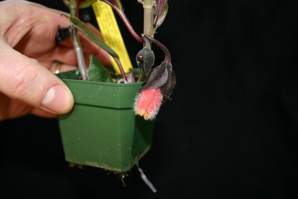 http://www.cloudjungle.com/CloudJungle/Gesneriaceae/Nematanthus/Nematanthus Ubatuba bud.jpg